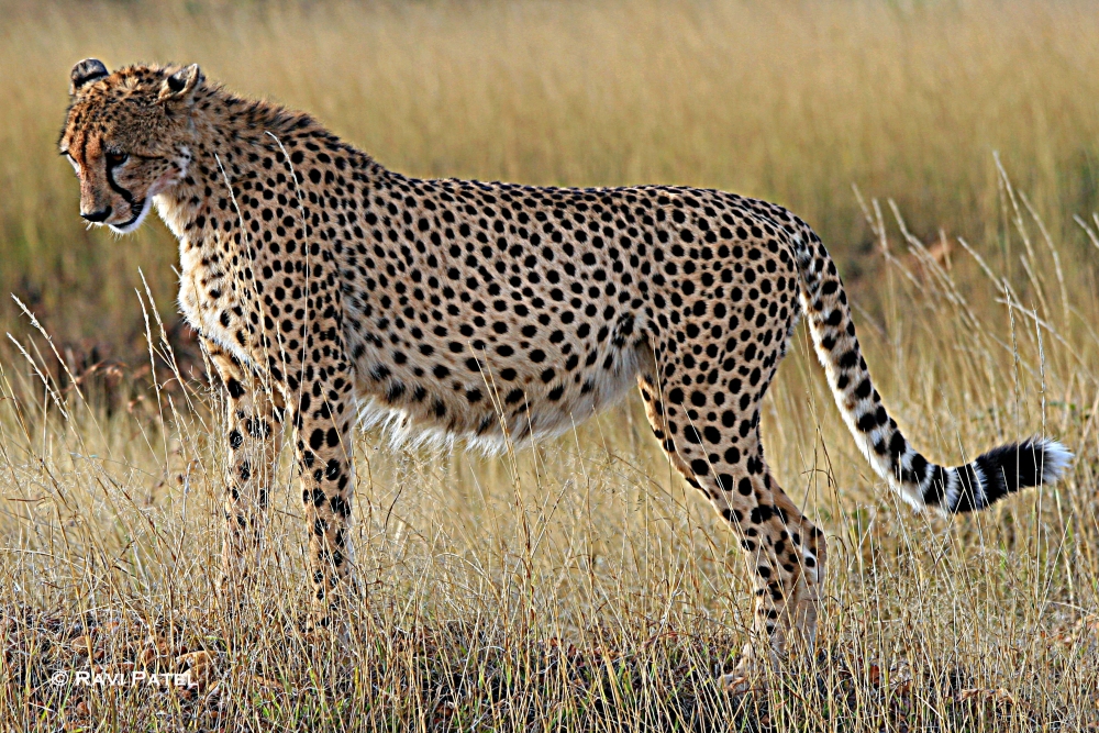 An Expecting Cheetah