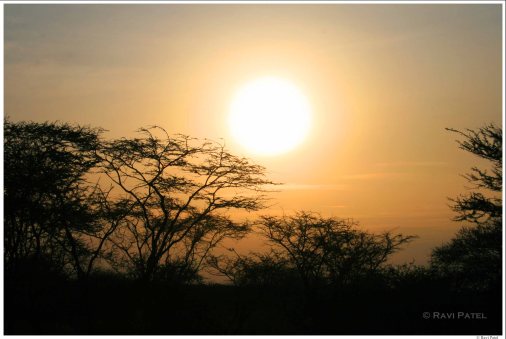 Amboselli Sunset over Acacias