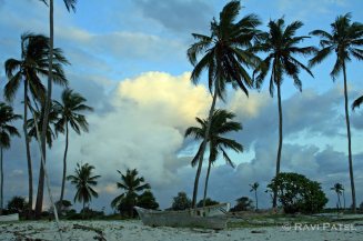 Diani Beach Palm Trees