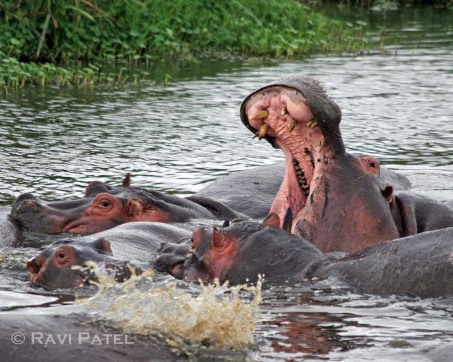 A Hippo Yawn