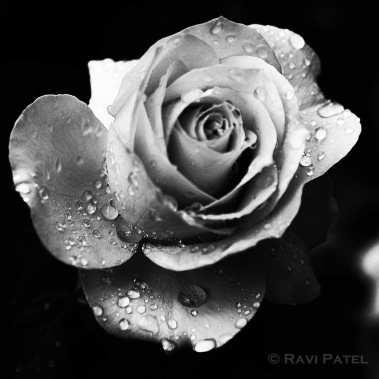 A Jeweled Rose