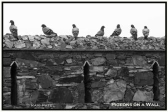 Pigeons on the Wall