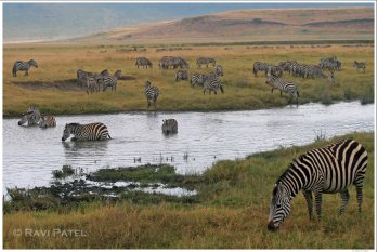 Ngorongoro Zebra Scene