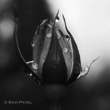 A Sparkling Rose in Black and White