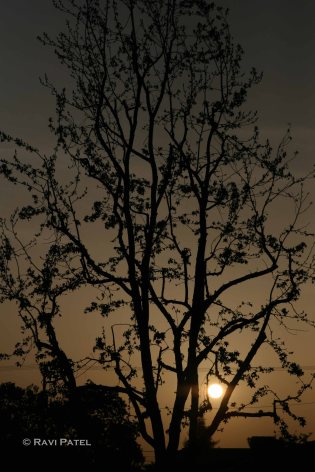 A Tree Silhouette by a Setting Sun