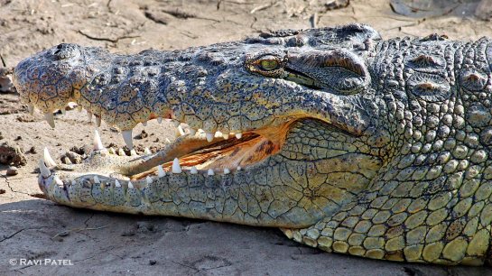 Nile Crocodile Up Close