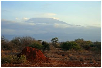 Mt. Kilimanjaro Anthill