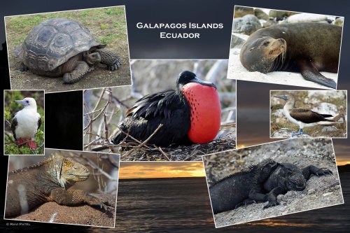Galapagos - A Photo Collage