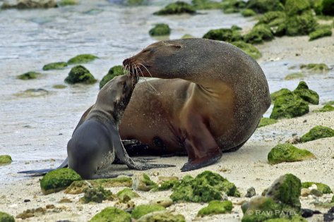 Galapagos Sea Lions - Motherly Love