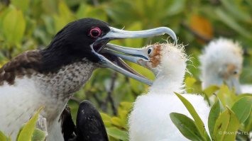 Galapagos Birds - Frigatebird Baby Reaching In
