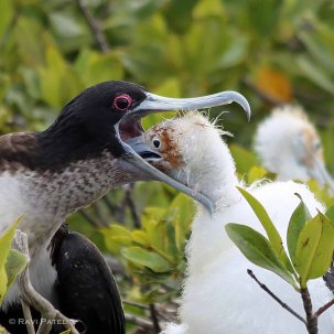 Galapagos Birds - Frigatebird Baby Reaching Inside