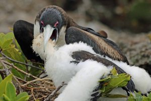 Galapagos Birds -  Frigatebird Baby Reaching Out Deep