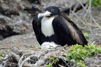 Galapagos Birds - Frigatebird Protecting the Nest