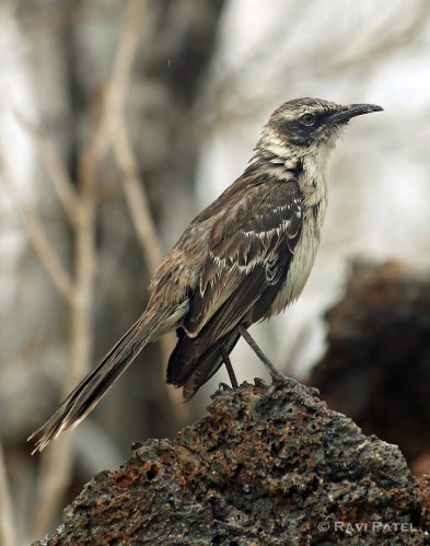 Galapagos Birds -  Mockingbird