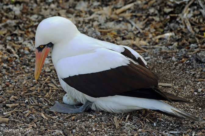 Galapagos Birds - Nazca Booby Protecting her Egg