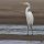 Ecuador Amazon - Great White Egret on Napo River