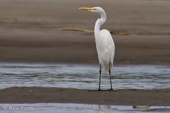 Ecuador Amazon - Great White Egret on Napo River
