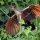 Ecuador Amazon - Hoatzin Spreading its Wings