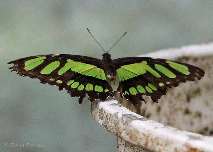 Ecuador Amazon - Malachite Butterfly