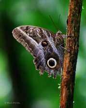 Ecuador Amazon - Oileus Owl Butterfly