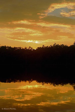 Ecuador Amazon - Sunset Gold