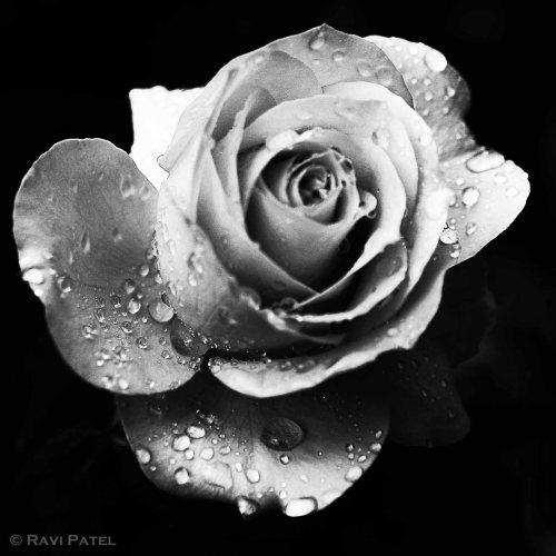 Tearing Rose in Monochrome