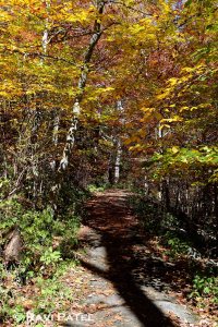 Walking in the Woods in Fall