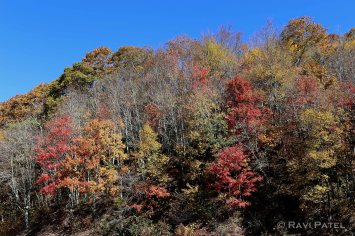 An Assortment of Tree Colors
