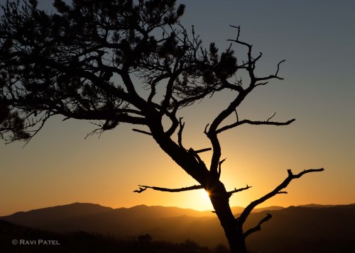 A Tree Silhouette at Sunset