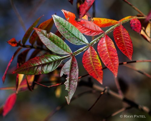 Changing Leaf Colors