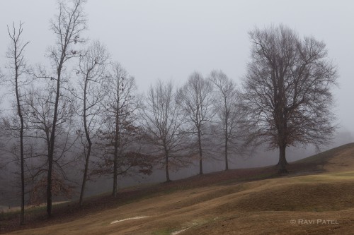 Naked Trees in the Fog