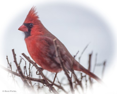 A Soft Portrait of a Northern Cardinal
