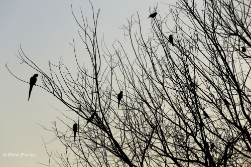 Birds in Silhouette