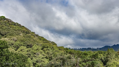 Rainforest Against the Clouds