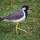 A Red-wattled Lapwing