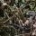 Cottonmouth Snake Florida